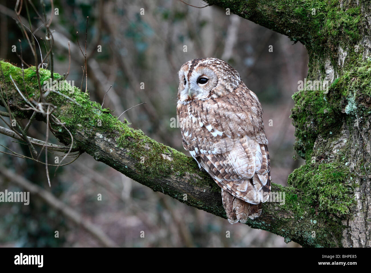 Tawny Eule, Strix Aluco, einziger Vogel auf Zweig, Gefangener Vogel in Gloucestershire, Winter 2010 Stockfoto