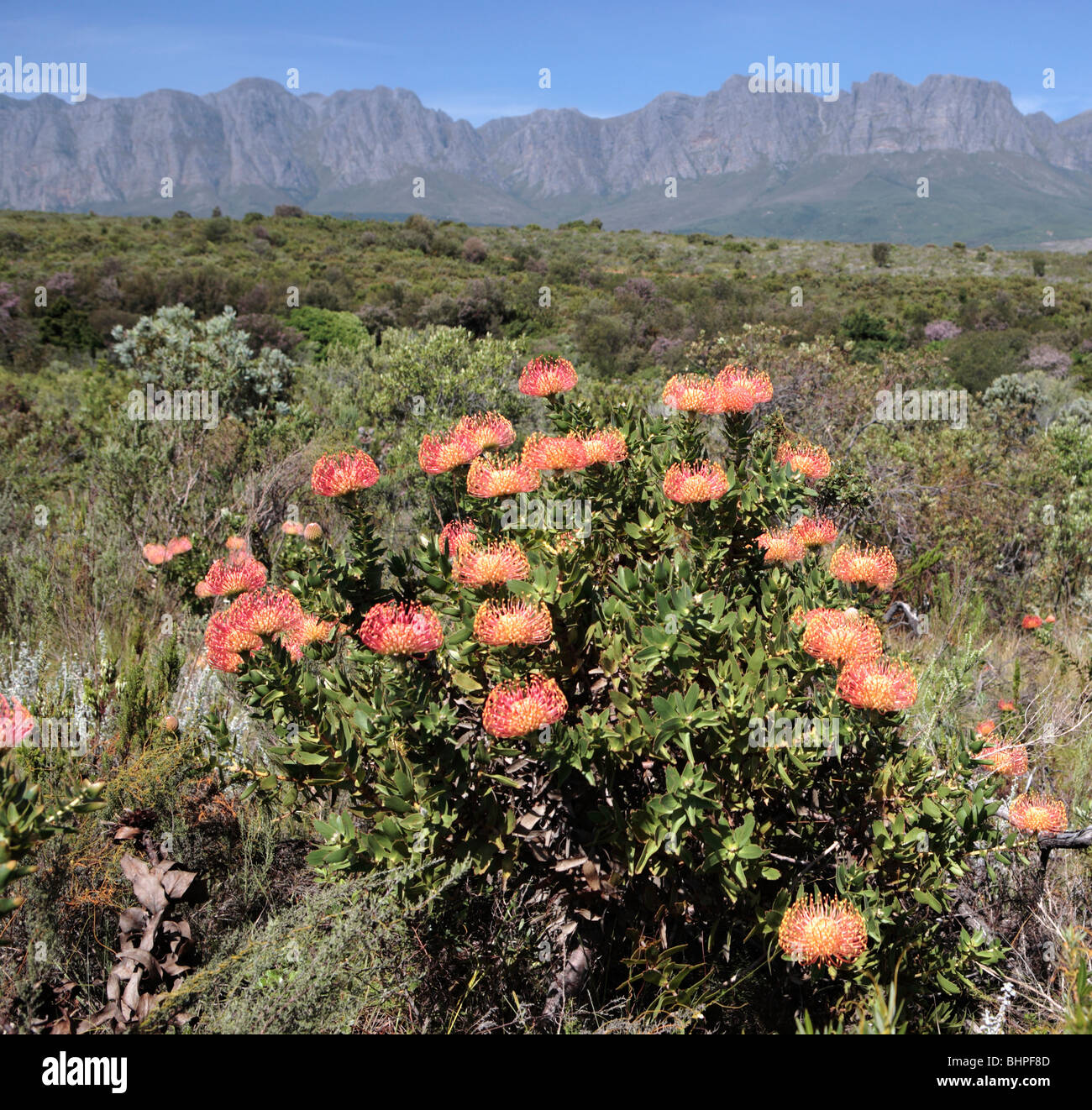 Nadelkissen Protea Blumen Stockfoto