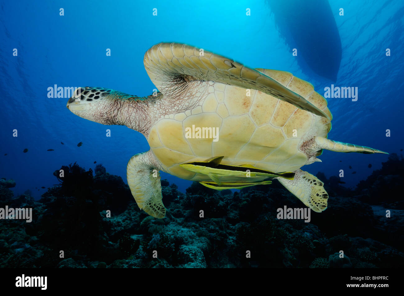 Chelonia Mydas, Echeneis Naucrates, grünen Meeresschildkröte mit Live Sharksucker Sand Hang, Nationalpark Insel Menjangan, Bali Stockfoto