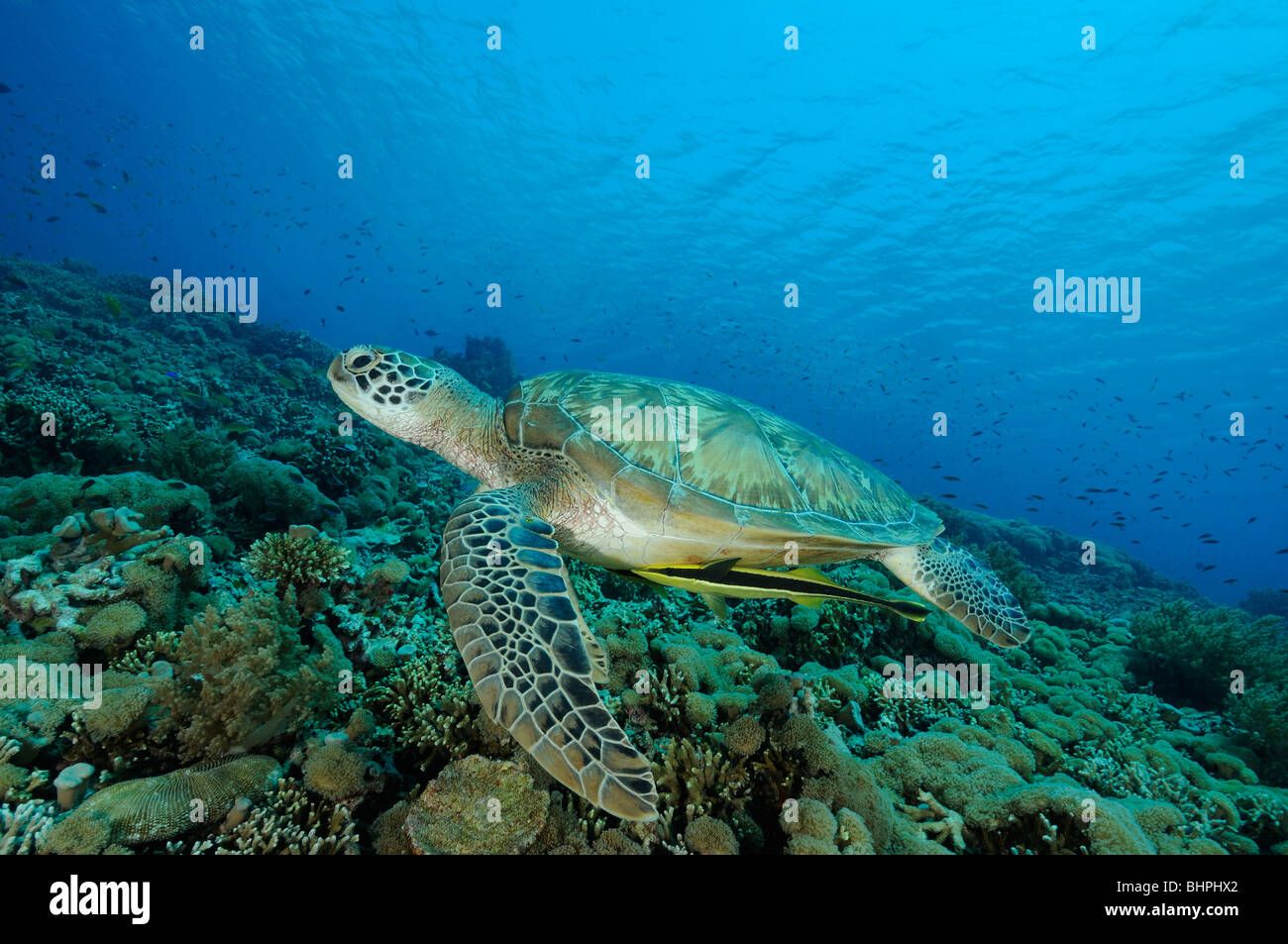 Chelonia Mydas, Echeneis Naucrates, grünen Meeresschildkröte mit Live Sharksucker Sand Hang, Nationalpark Insel Menjangan, Bali Stockfoto