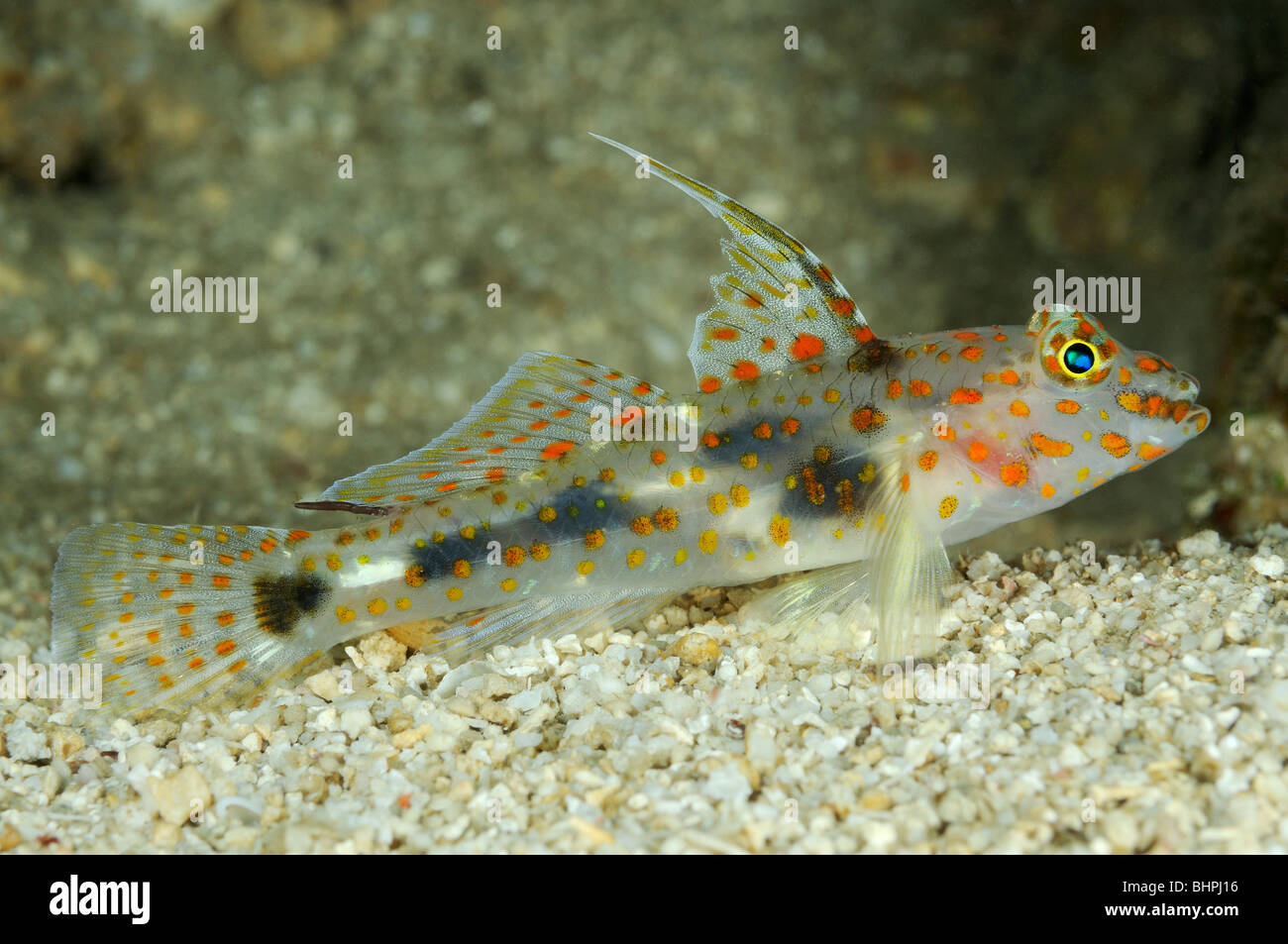 Amblyeleotris Guttata, gefleckte Shrimpgoby, Labuan Lalang, Nord Bali, Indonesien, Indo-Pazifik Stockfoto