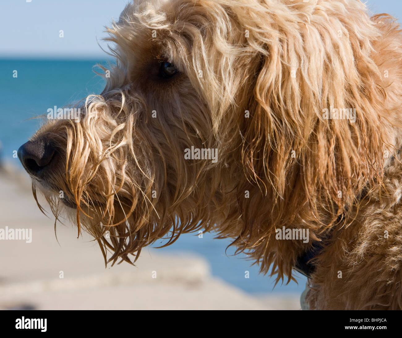 Ein goldendoodle ist hypoallergen, und sorgt für ein tolles Haustier. Stockfoto