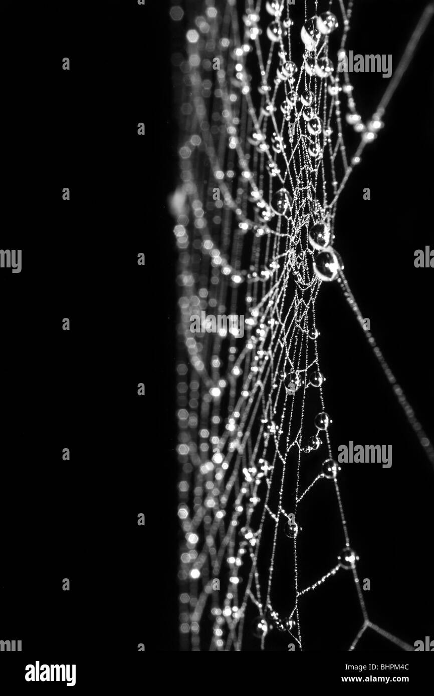 Spider Web Spinnennetz Tau Kühlfalle Wassertropfen Stockfoto