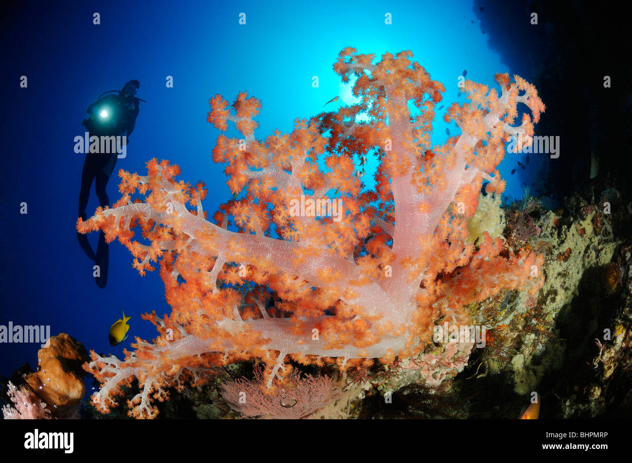 Dendronephthya Klunzingeri, Taucher mit bunten Korallenriffe und Weichkorallen, Alam Batu, Hausriff, Bali Stockfoto