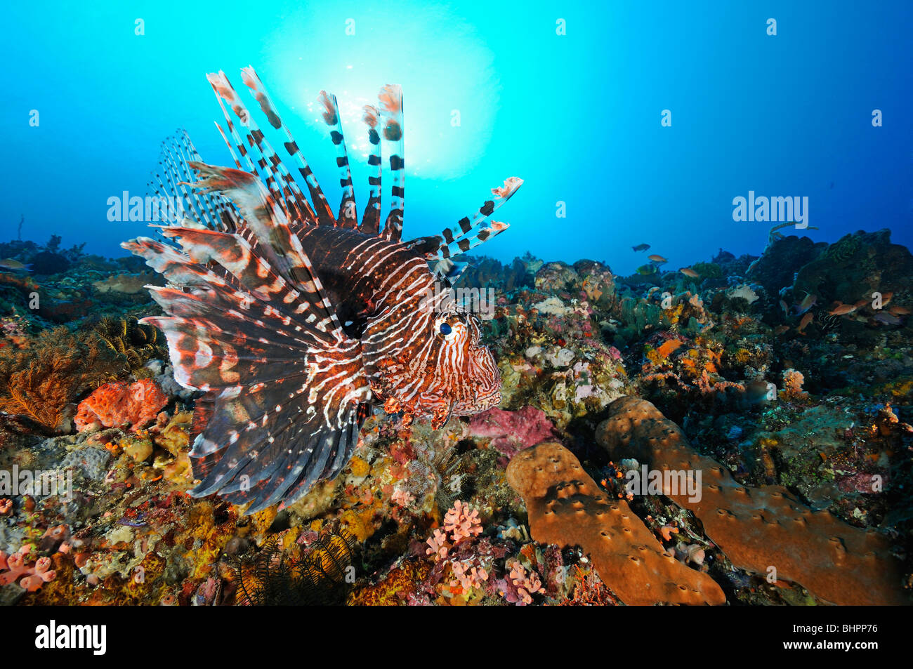 Pterois Volitans, gemeinsame Rotfeuerfische, rote Feuerfische, Gili Biha, Candidasa, Bali, Indonesien, Indo-Pazifik Stockfoto