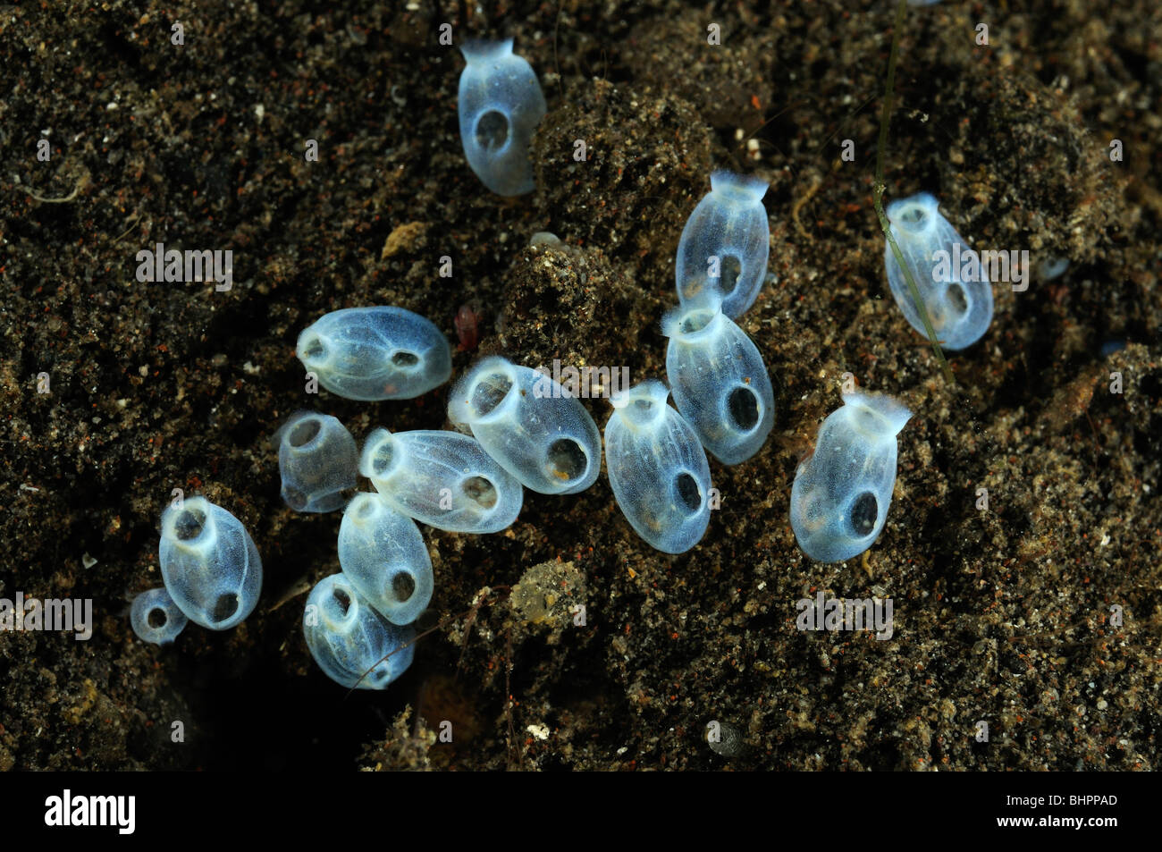 Clavelina SP., Gruppe von Alam Batu, Seescheiden, Indo-Pazifischen Ozean, Bali, Indonesien Stockfoto