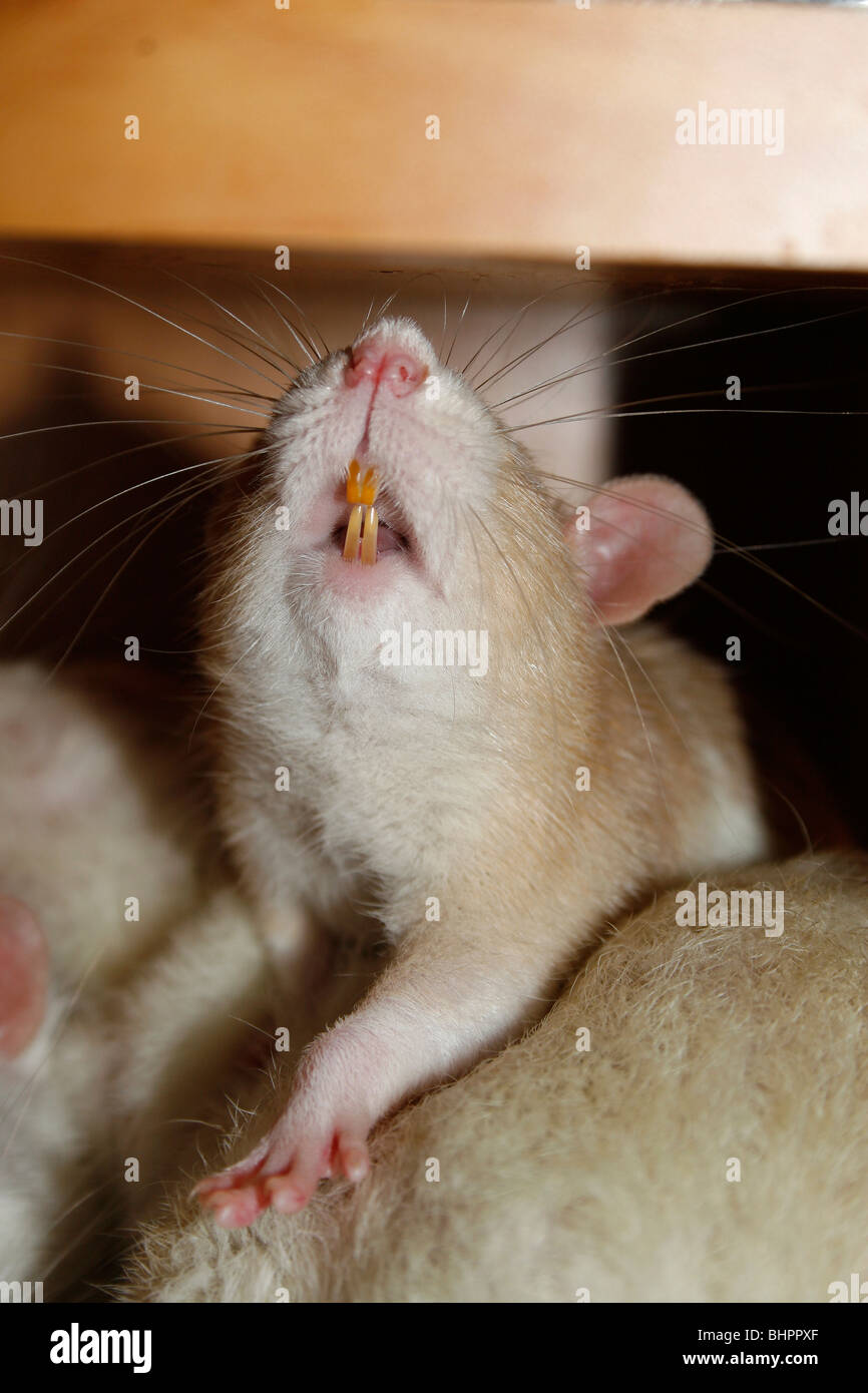 Ratte Haustier Nagetier Stretch Zähne Stockfoto