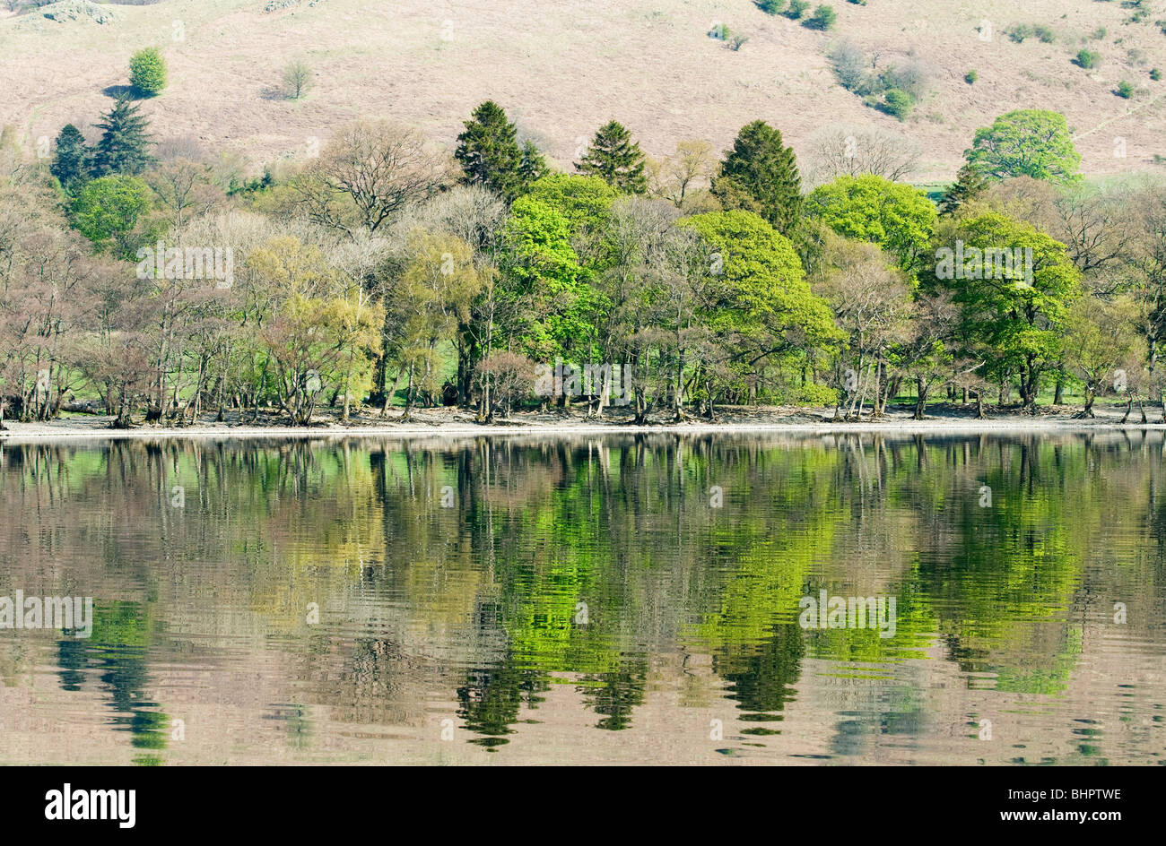 Reflexionen von Bäumen im Ullswater, Lake District, Cumbria, UK Stockfoto