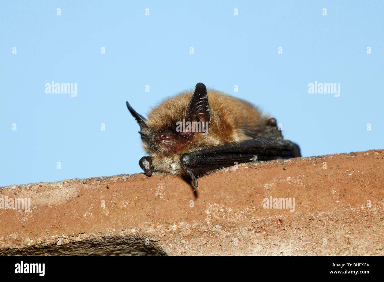 Zwergfledermaus Bat - (Pipistrellus Pipistrellus), am Haus Dachkante tagsüber, Niedersachsen, Deutschland Stockfoto