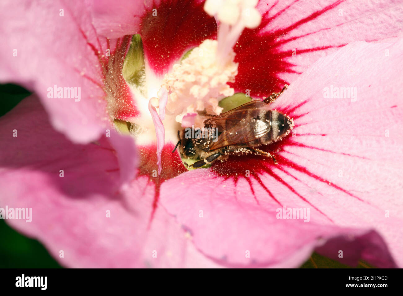 Honigbiene (Apis Mellifera) - ernähren sich von Nektar der Hibiskusblüte Stockfoto