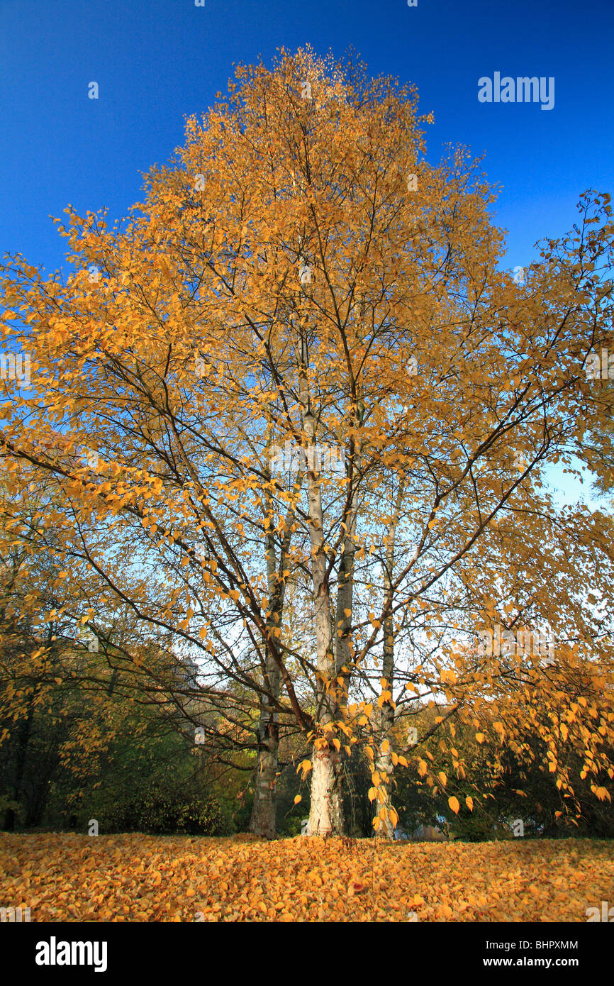 Silber-Birke (Betula Pendel), zeigt Herbstfärbung, Deutschland Stockfoto