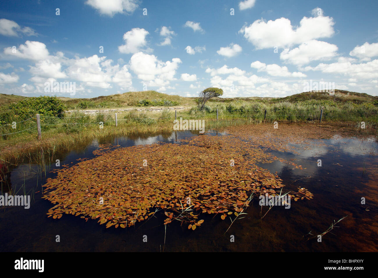 Moor-Teich, De Bollerkamer Sanddüne Naturschutzgebiet, Insel Texel, Holland Stockfoto