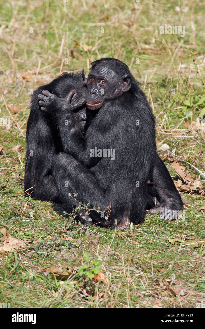Pygmy Schimpanse (Pan Paniscus) - 2 Tiere pflegen einander Stockfoto