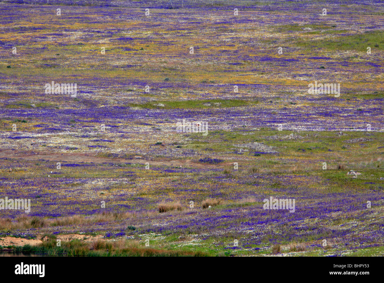 Die Großtrappe (Otis Tarda), Bereich, Lek, unter wilden Blumen, Alentejo, Portugal anzeigen Stockfoto