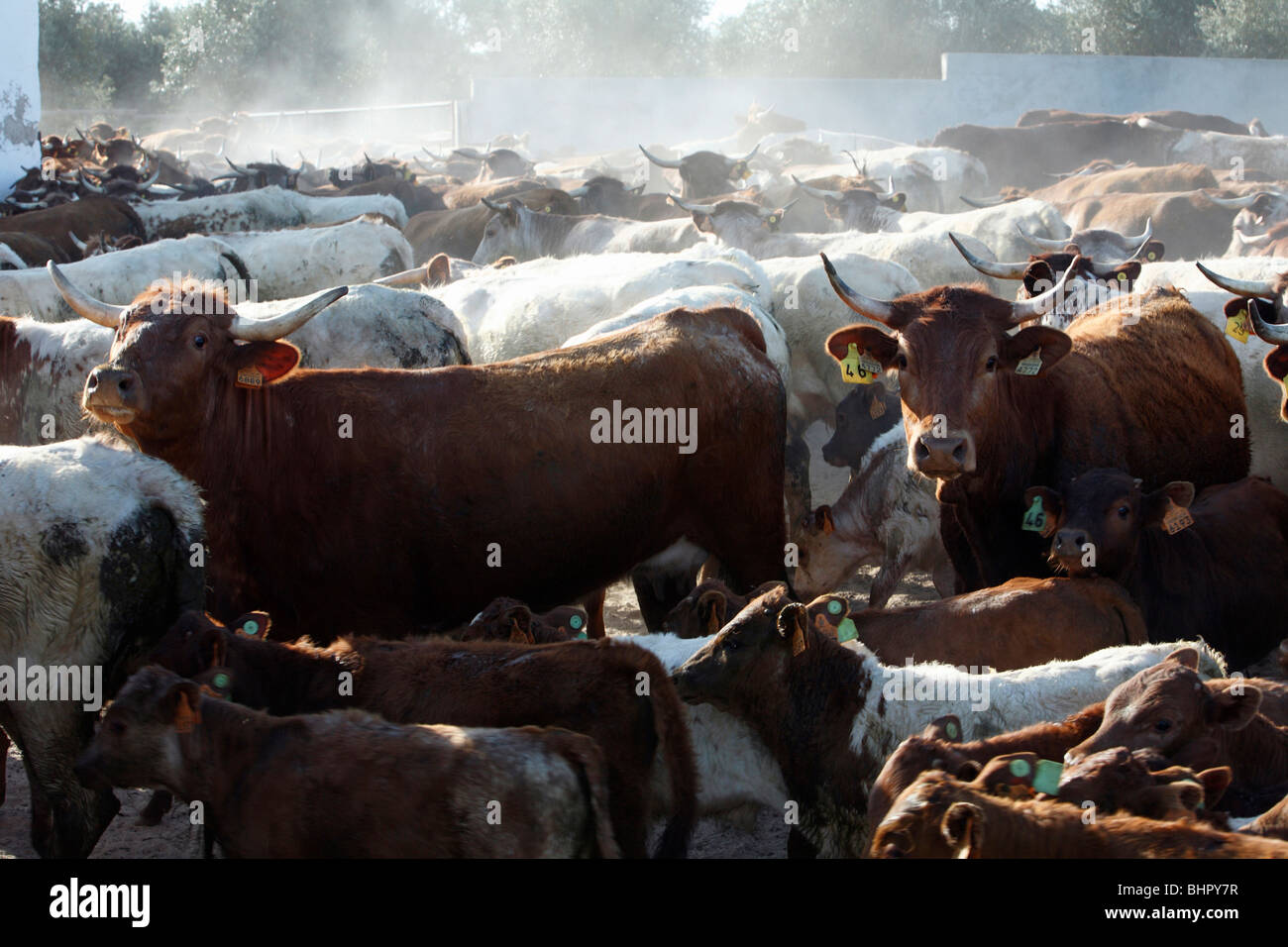 Rinder, Kühe und Kälber in Sammlung Stift, Vorbereitung für Tuberkulose-Tests, Alentejo, Portugal Stockfoto