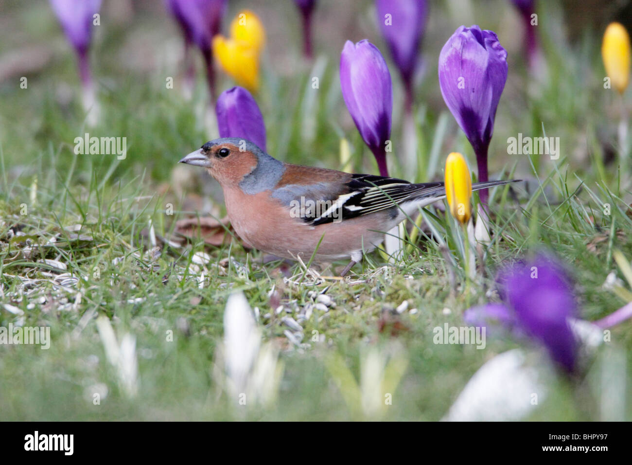 Buchfinken (Fringilla Coelebs), Fütterung auf Wiese im Garten im Frühling, Deutschland Stockfoto