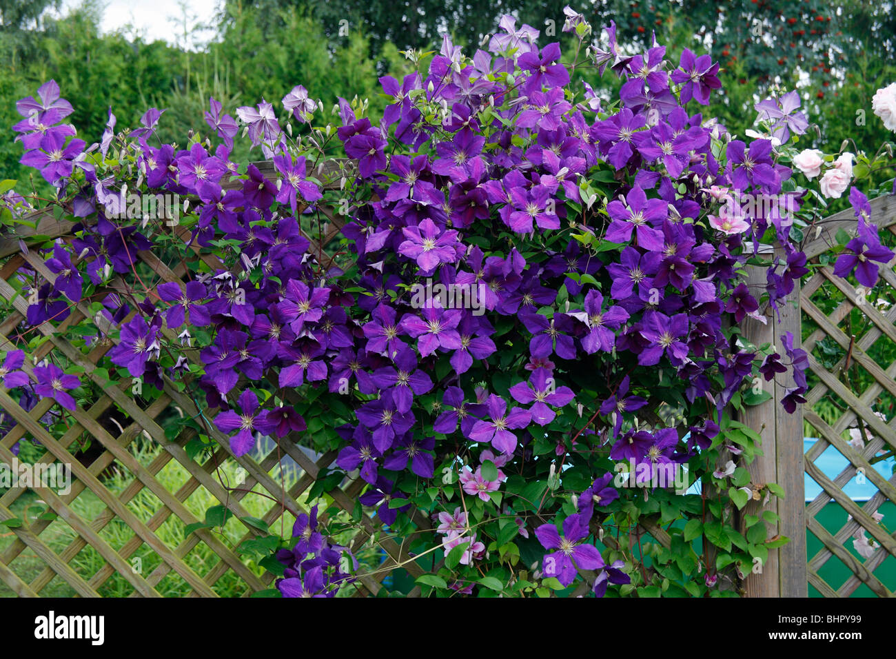 Blühende Clematis (x Jackmanni), wachsen auf Spalier im Garten, Deutschland Stockfoto