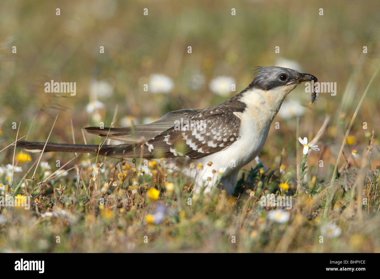 Große getupft Kuckuck (Clamator Glandarius), auf Wiese mit Raupe im Schnabel, Portugal Stockfoto