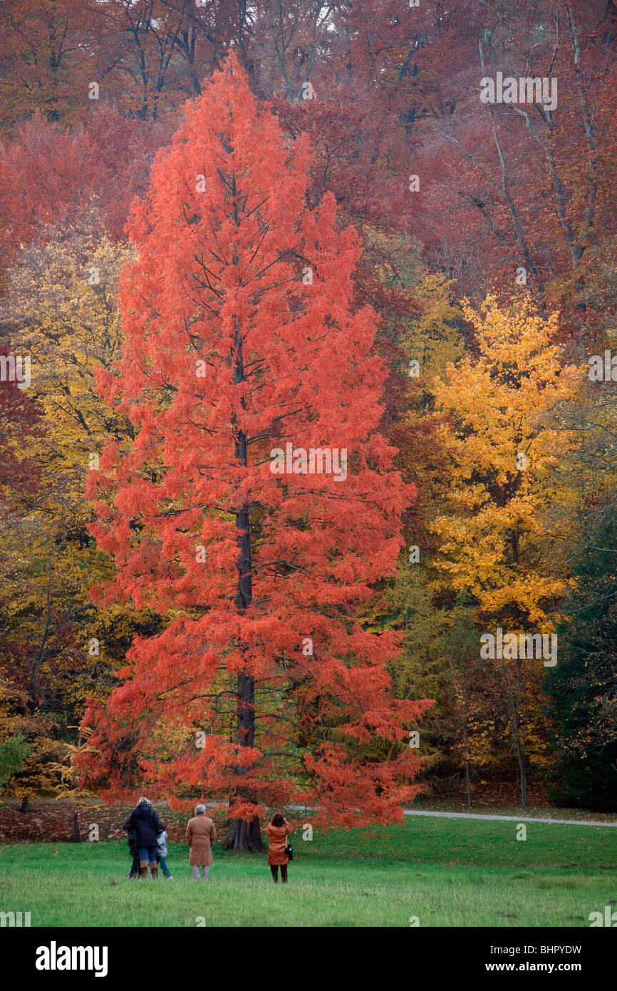 Cypress Swamp / Sumpfzypresse (Taxodium Distichum), Menschen bewundernden Baum in Herbstfärbung, Deutschland Stockfoto