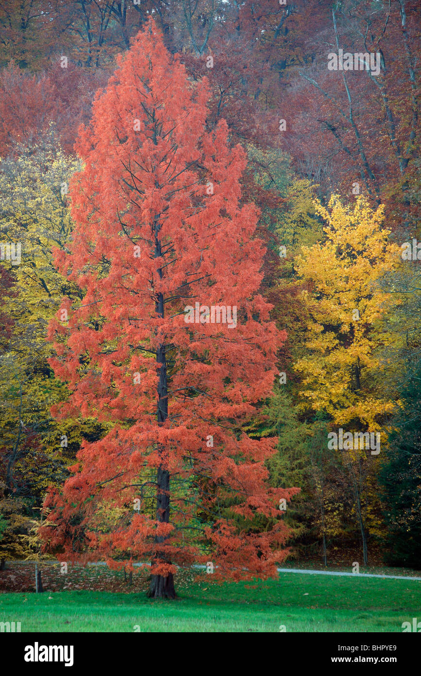 Cypress Swamp / Sumpfzypresse (Taxodium Distichum), Baum im Herbst Farbe, Deutschland Stockfoto