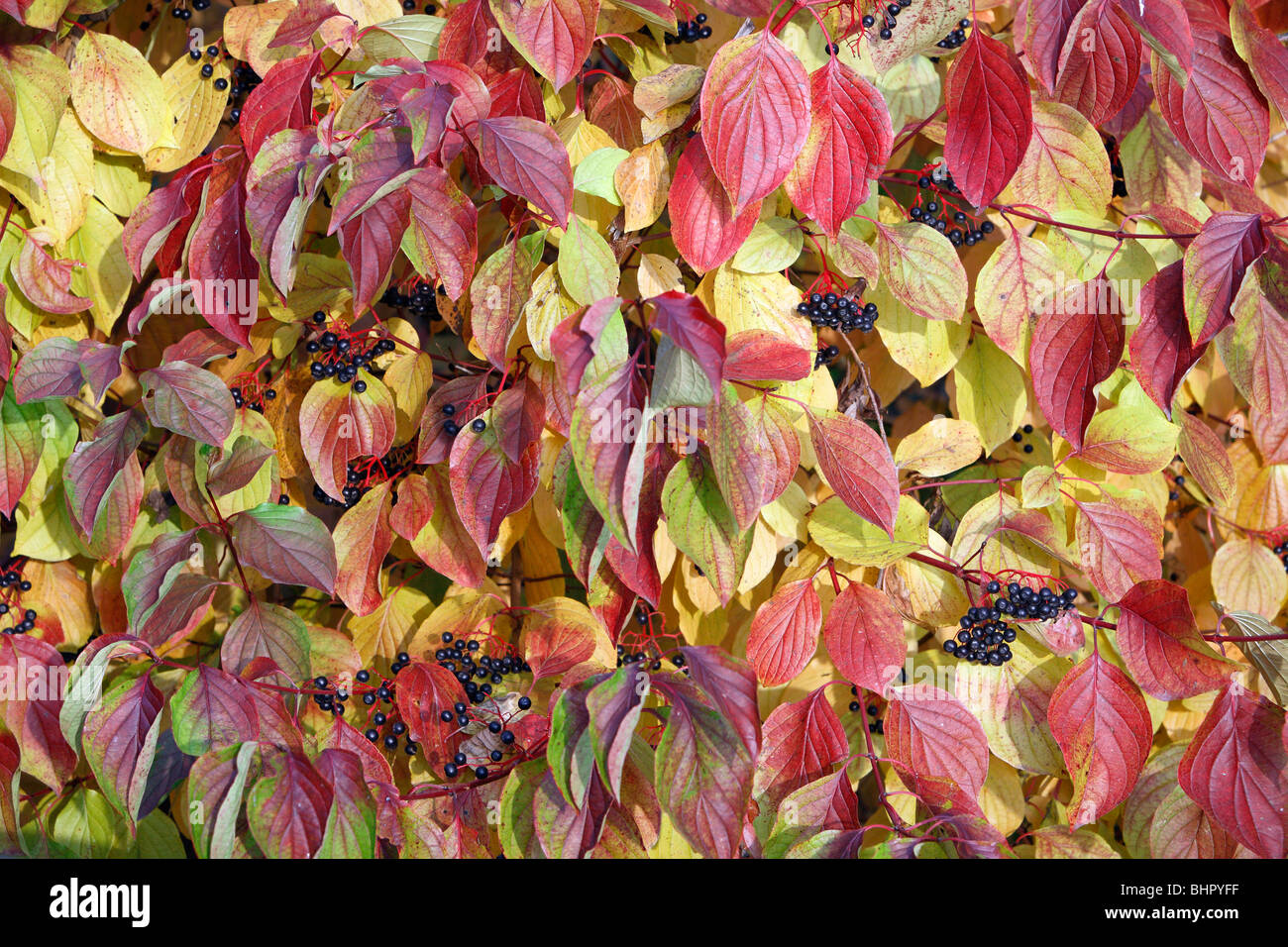 Gemeinsamen Hartriegel (Cornus Sangiunea) Blätter und Früchte in Herbstfärbung, Deutschland Stockfoto