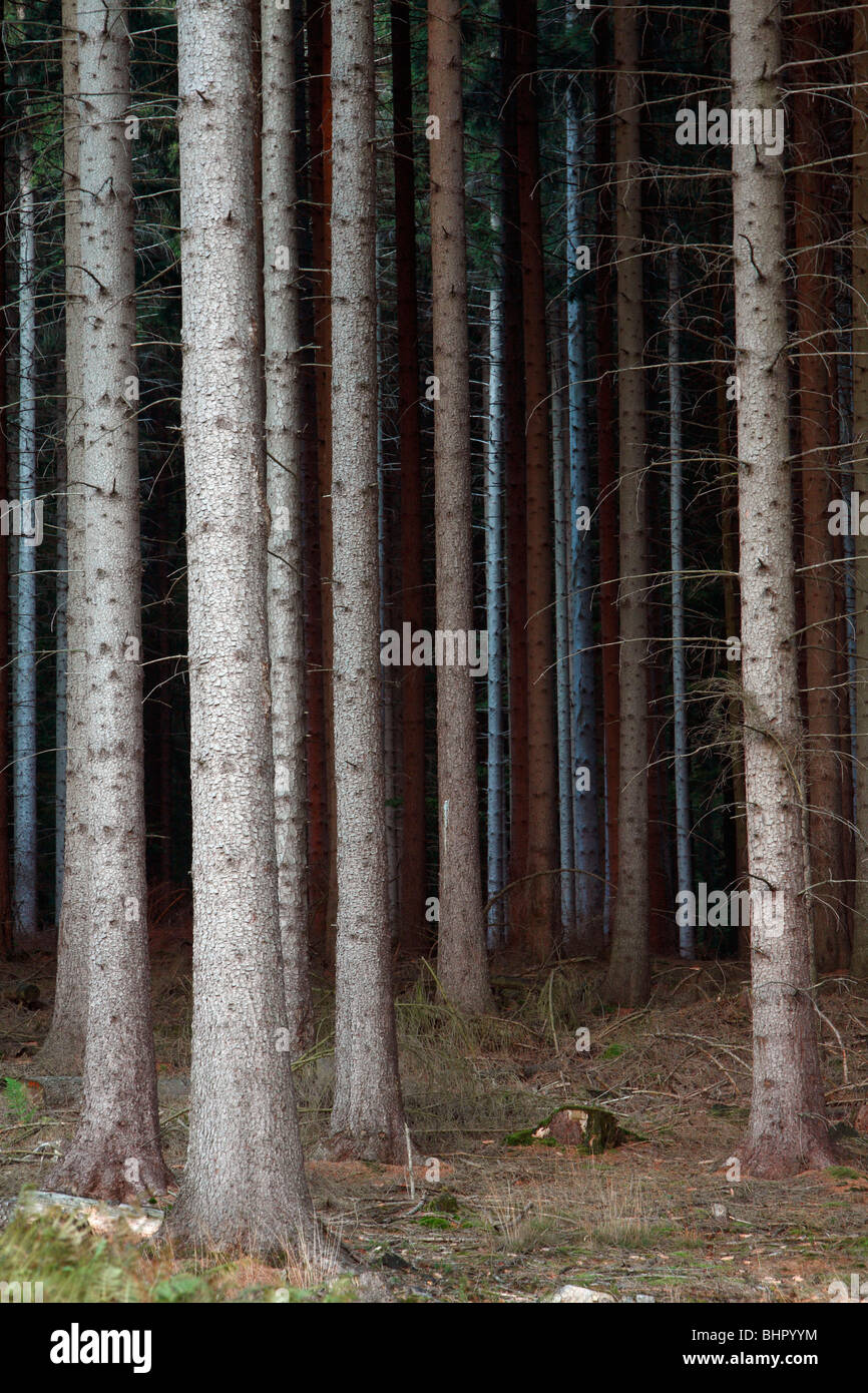 Tanne Baum Stämme (Picea Abies), Forstwirtschaft in Deutschland Stockfoto