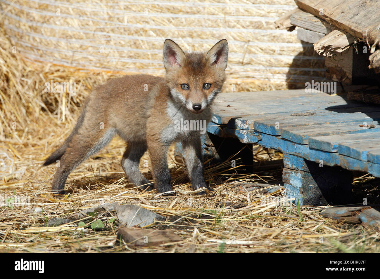 Europäischer roter Fuchs (Vulpes Vulpes), Jungtier in Scheune, Hessen, Deutschland Stockfoto