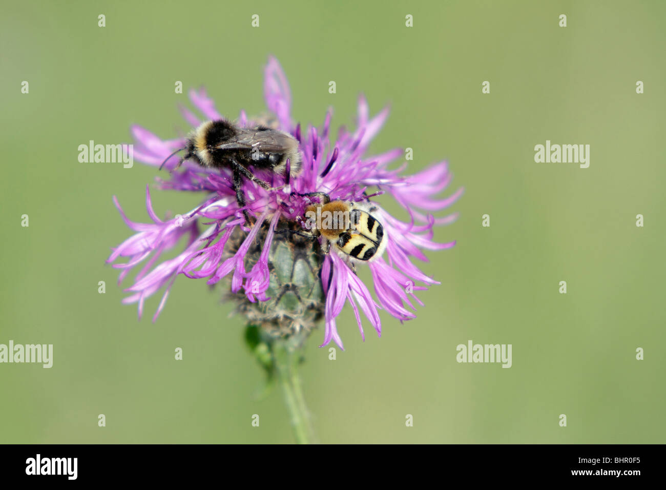 White-tailed Bumble Bee (Bombus Lucorum) und Bee Käfer (Trichius Fasciatus), Fütterung auf Flockenblume Blüte, Deutschland Stockfoto