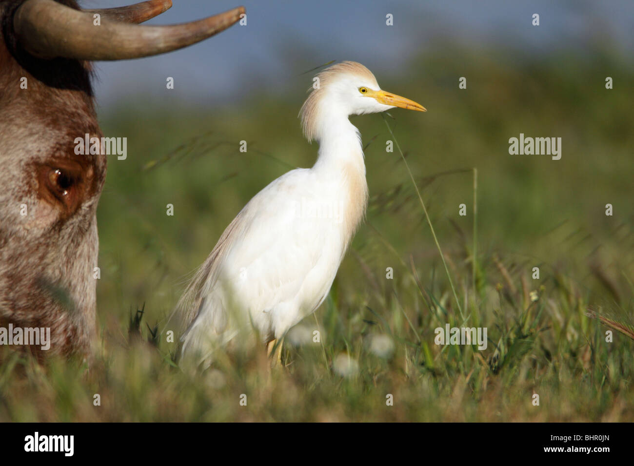 Kuhreiher (Bubulcus Ibis), auf der Suche nach Nahrung neben einer Kuh, Portugal Stockfoto