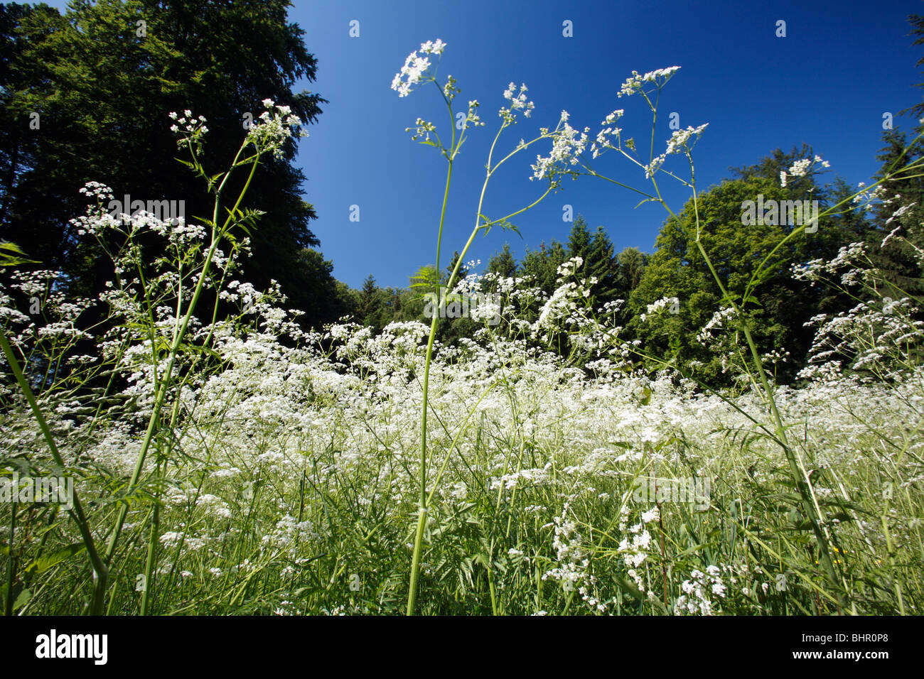 Kuh Petersilie (Anthriscus Sylvestris) wachsen in Waldlichtung, Deutschland Stockfoto