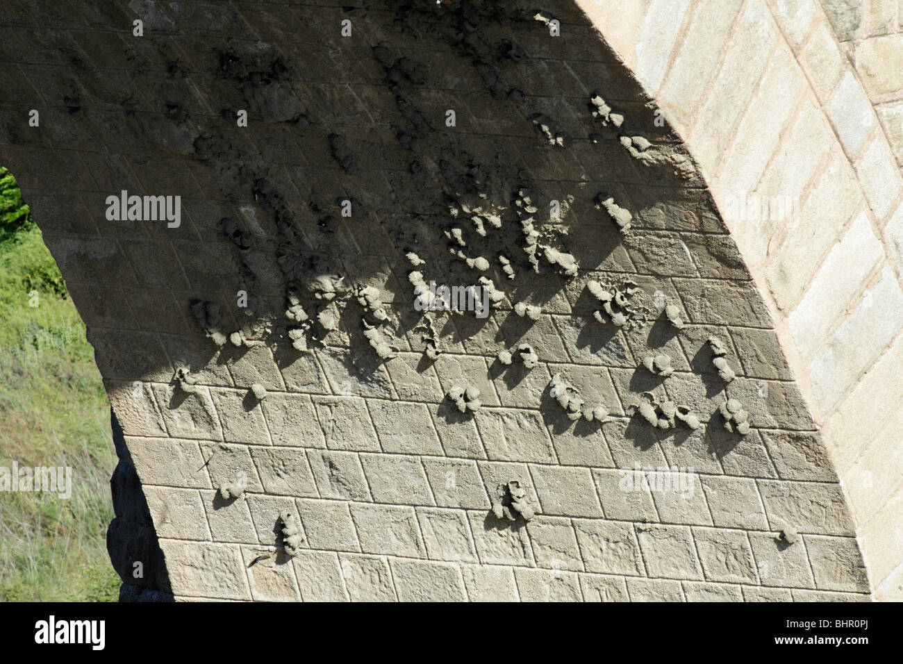 Felsenschwalbe, (Hirundo Rupestris), Verschachtelung Kolonie unter Bogen der Brücke, Extremadura, Spanien Stockfoto