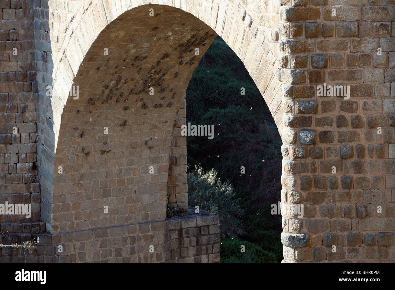 Felsenschwalbe, (Hirundo Rupestris), Verschachtelung Kolonie unter Bogen der Brücke, Extremadura, Spanien Stockfoto