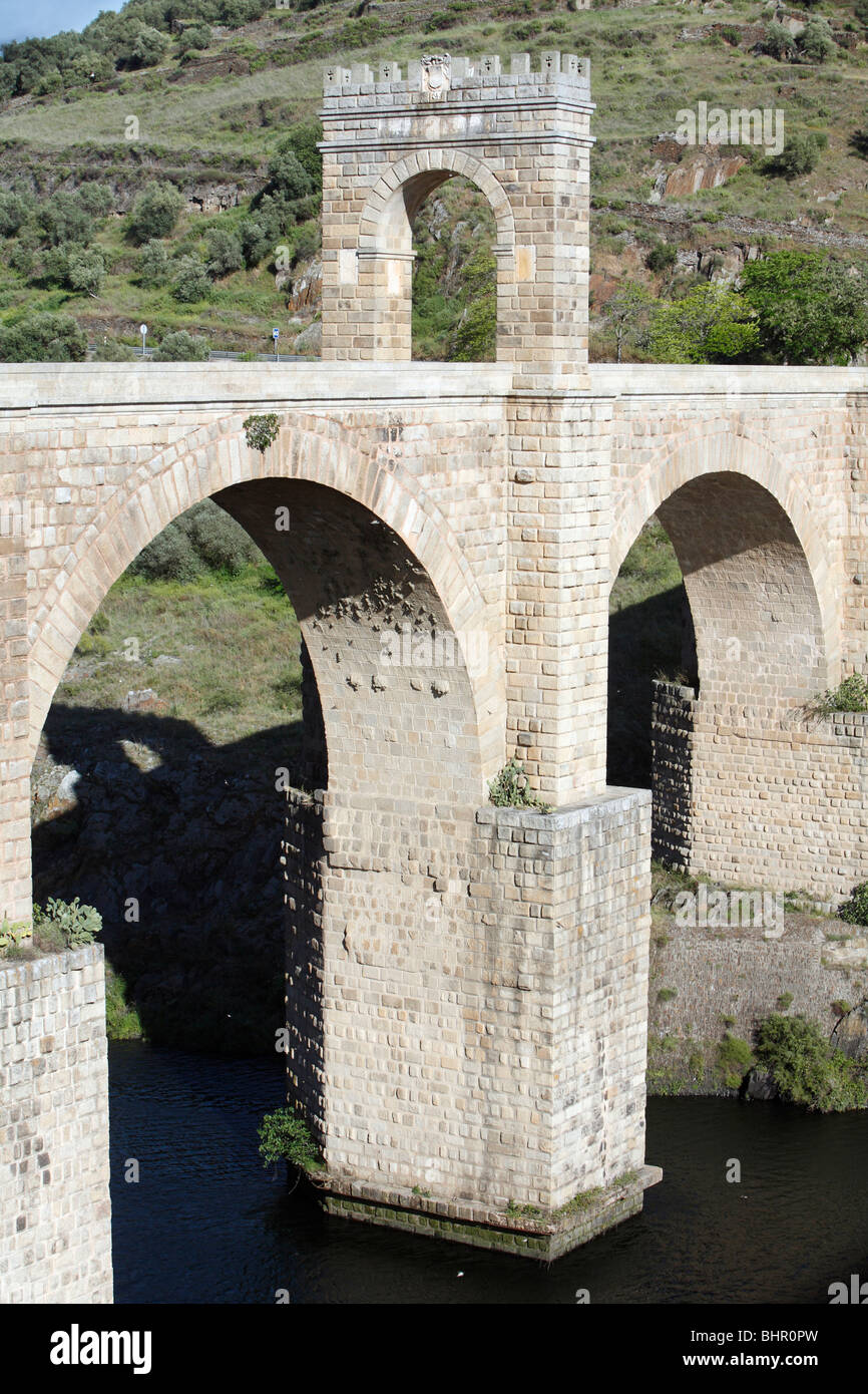 Felsenschwalbe, (Hirundo Rupestris), Verschachtelung Kolonie unter Bogen der Brücke, Alcantara, Extremadura, Spanien Stockfoto