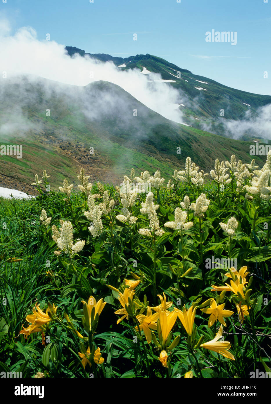 Taglilien und Veratrum Stamineum, Yuza, Yamagata, Japan Stockfoto