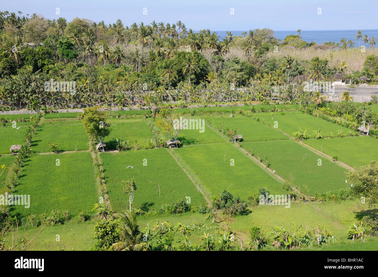 Oryza Sativa, Balinesen Reis Felder, Reisfelder, Bali, Indonesien, Indo-Pazifik Stockfoto