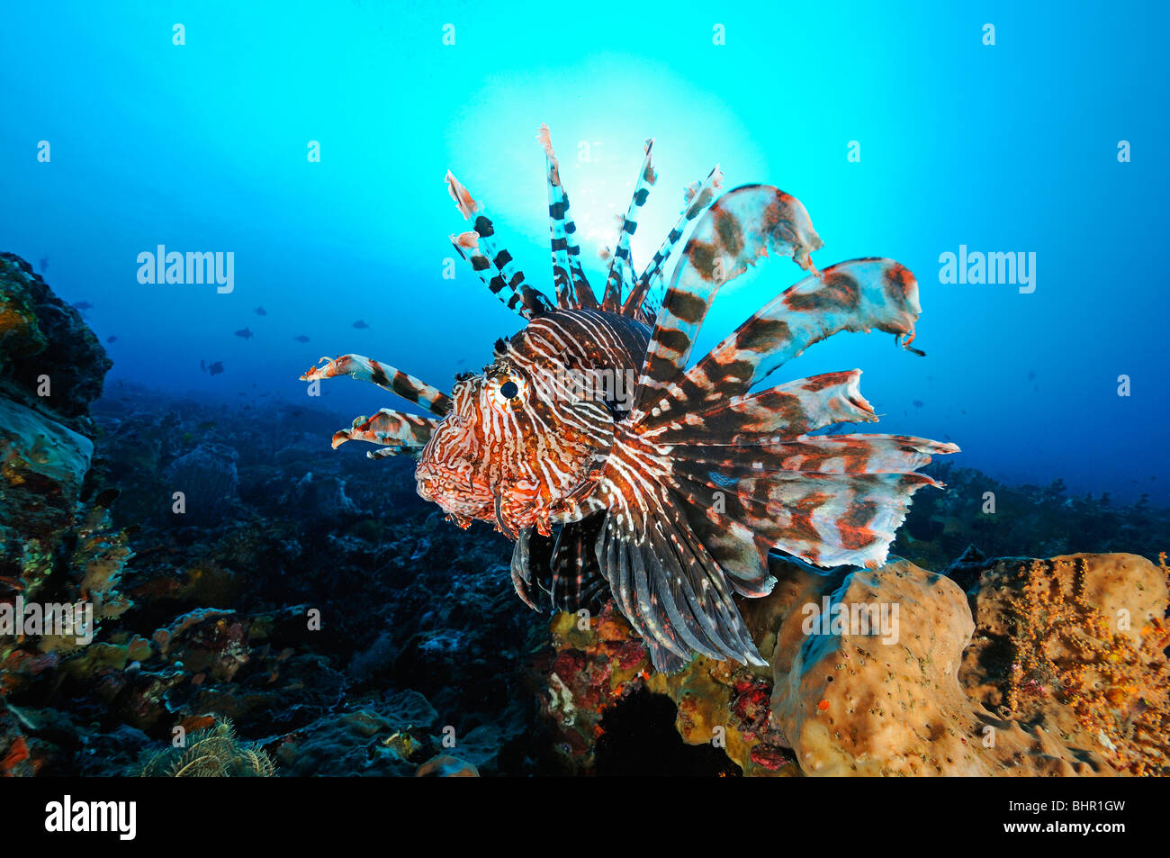 Pterois Volitans, gemeinsame Rotfeuerfische, rote Feuerfische, Gili Biha, Candidasa, Bali, Indonesien, Indo-Pazifik Stockfoto