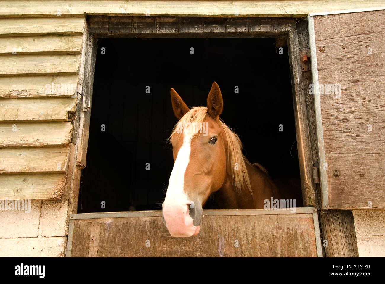 Pferd über Stalltür, Pferdesport Stockfoto