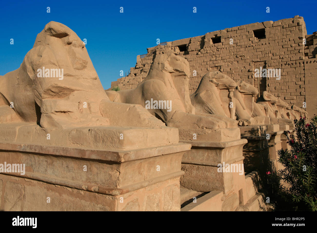 Allee der Widderköpfige Sphingen am Haupteingang der Karnak-Tempel in Luxor, Ägypten Stockfoto