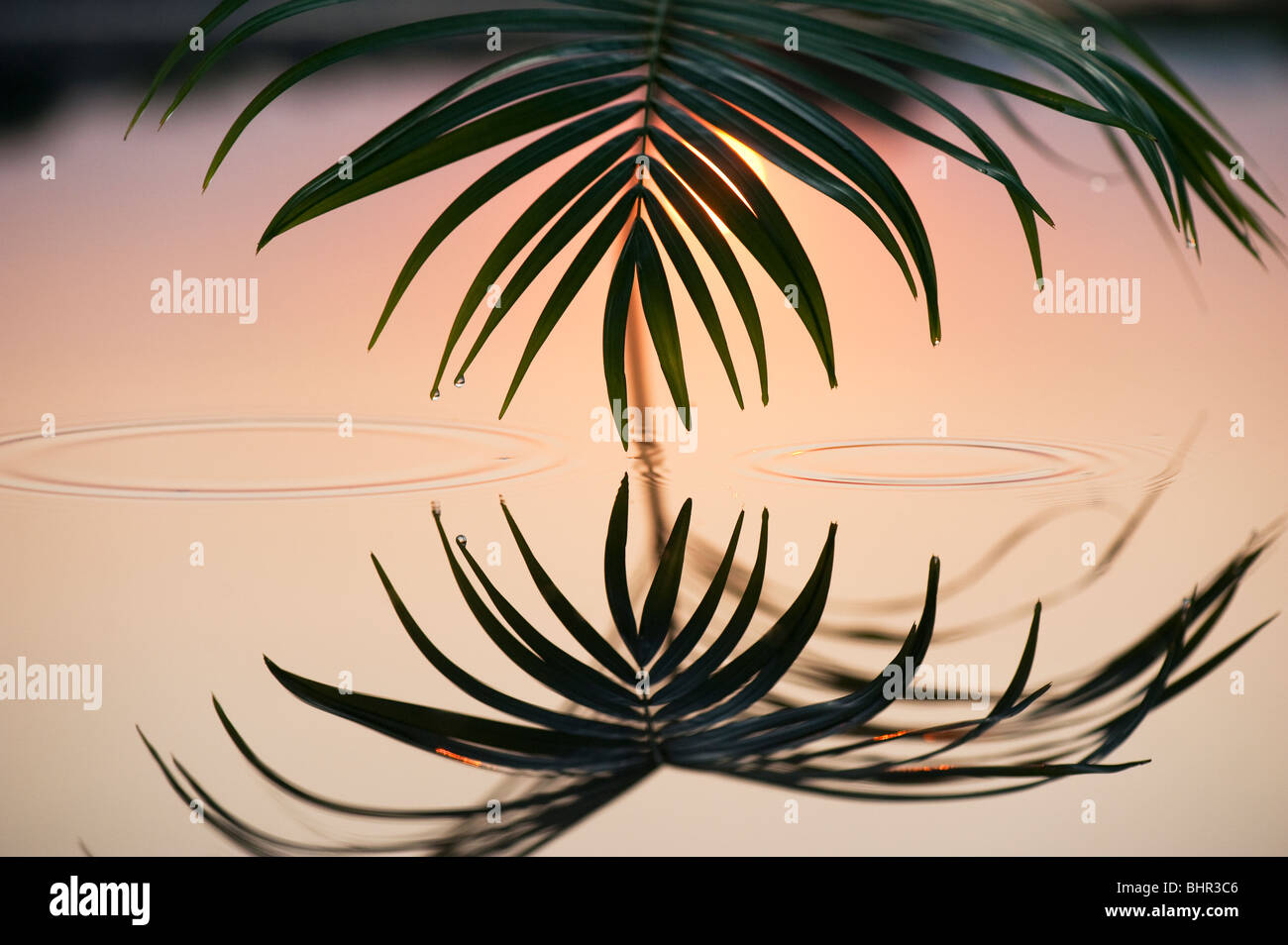 Palmblatt reflektiert in einem noch Pool bei Sonnenaufgang in Indien Stockfoto
