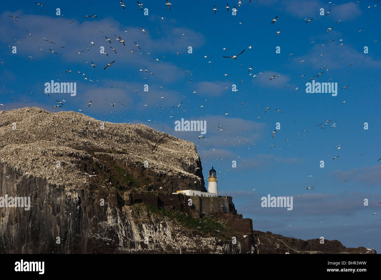 Bass Rock Tölpelkolonie zeigt des Felsens, darunter des Leuchtturms, umgeben von den Tölpel Kolonie und blauer Himmel voller Tölpel fliegen in und out. Stockfoto