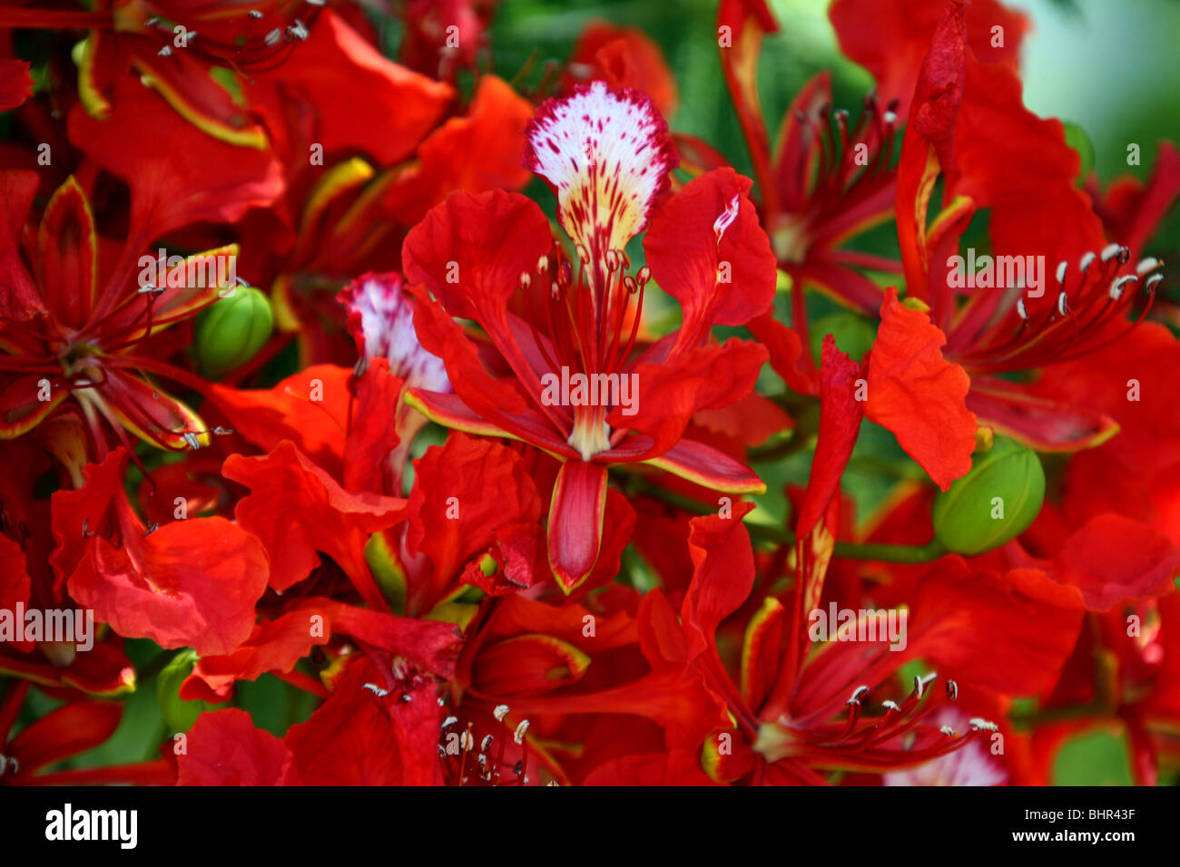 Poinciana in Blüte Stockfoto