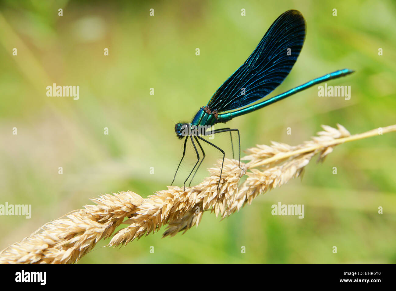 Nahaufnahme der Libelle sitzt auf einem Blatt des Grases Stockfoto