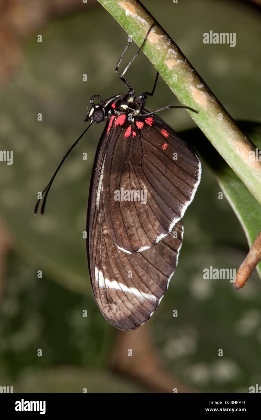 Ein Schmetterling ruht auf einem Pflanzenstängel Stockfoto