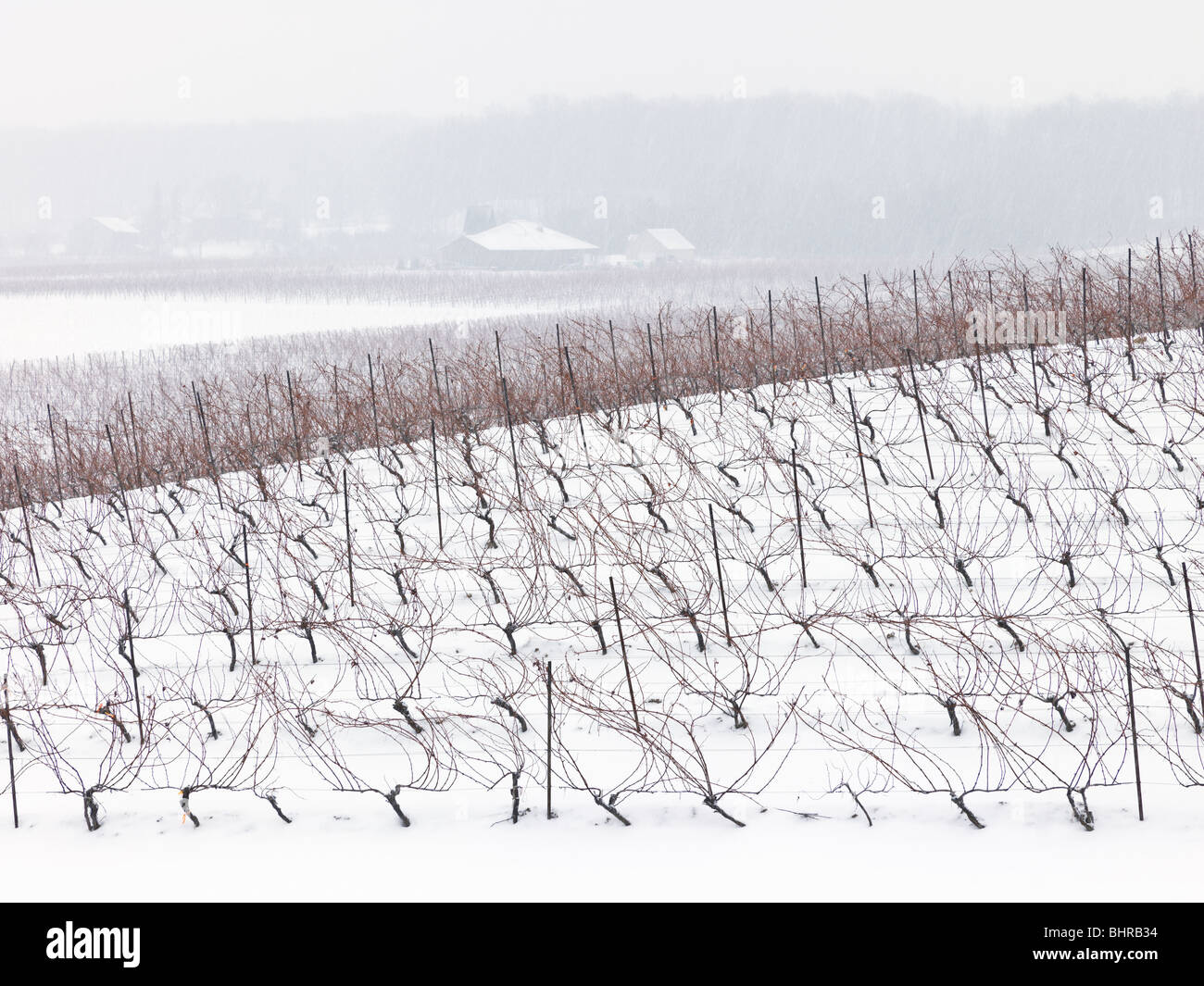 Kanada, Ontario, Issum, Niagara Region, Traube Weinberg im winter Stockfoto