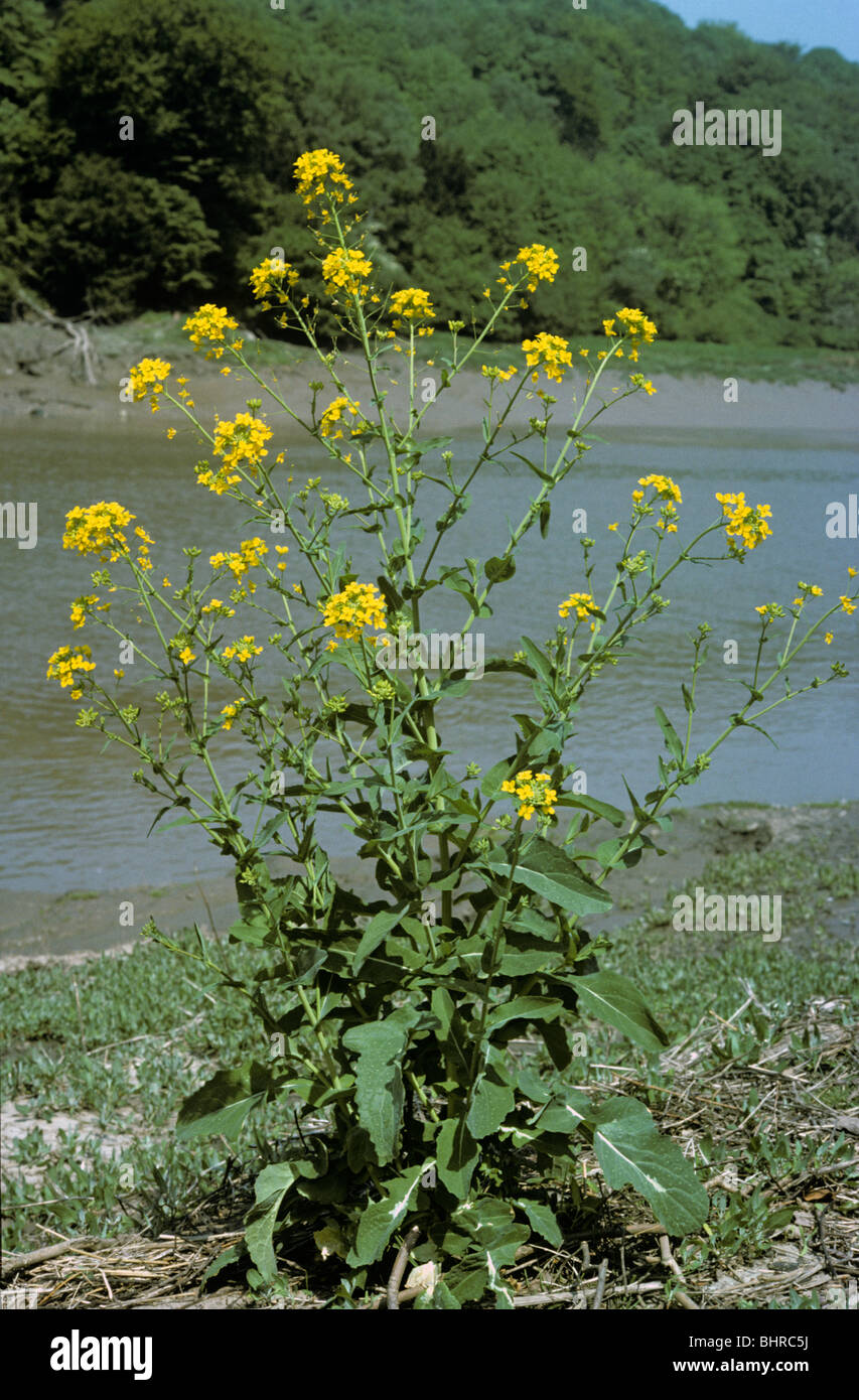 Wilde Rübe (von alten Bargemans Kohl) (Brassica Rapa SSP Campestris: Brassicaceae) an einem Fluss bank UK Stockfoto