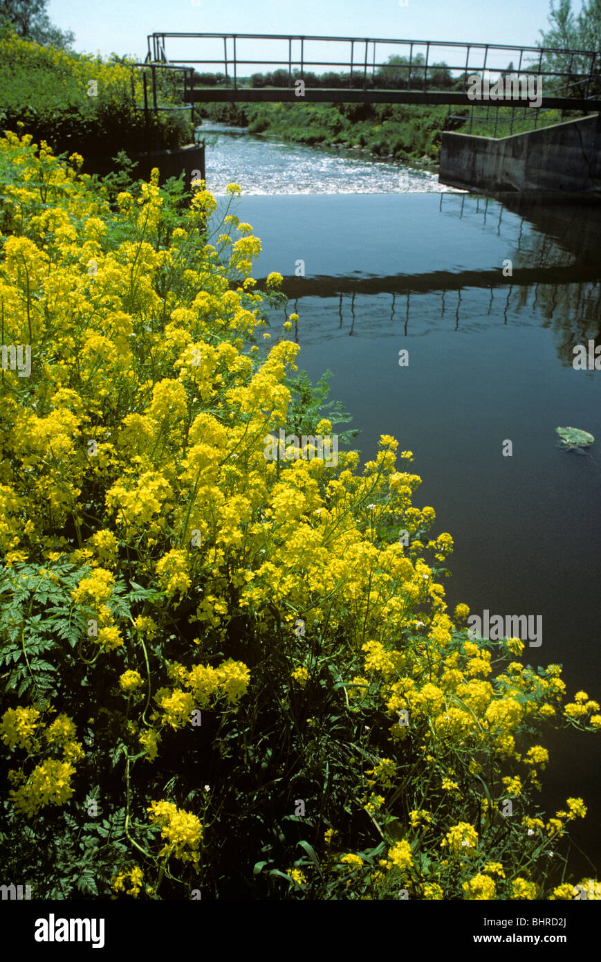 Wilde Rübe (Alter Schifferinternat Kohl) (Brassica Rapa SSP Campestris: Brassicaceae) UK Stockfoto