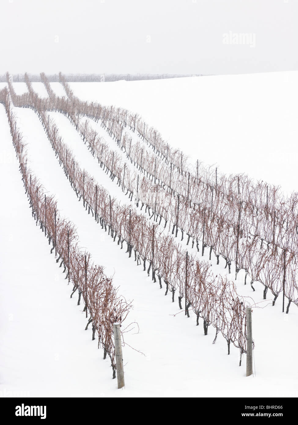 Kanada, Ontario, Issum, Niagara Region, Traube Weinberg im winter Stockfoto