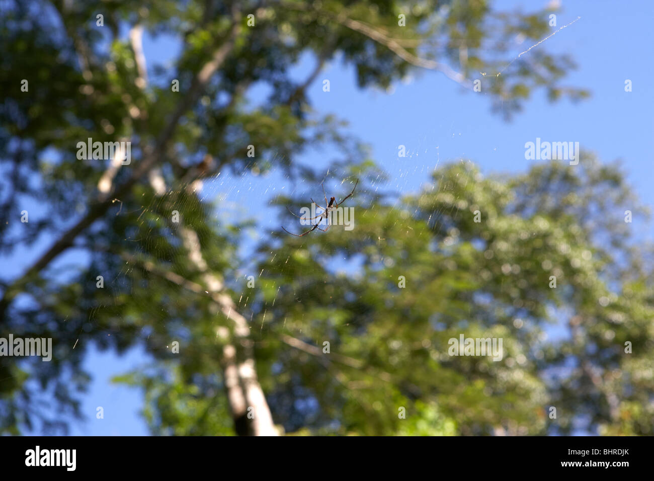 Golden Orb Spinne im Netz in Iguazu Nationalpark, Republik Argentinien, Südamerika Stockfoto