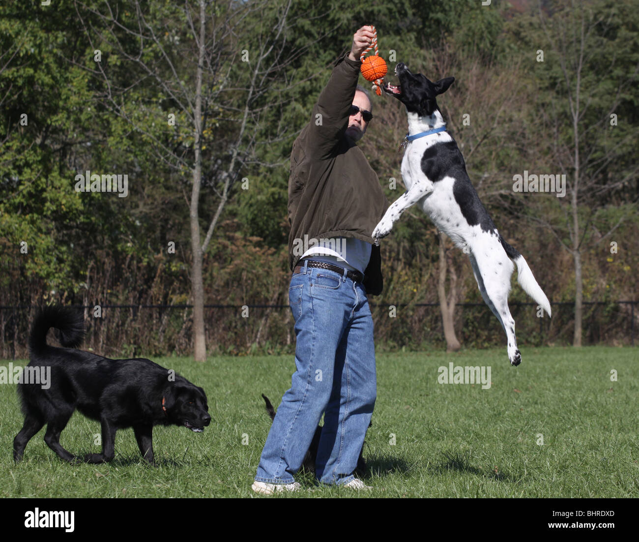 Hund Leine Hund Park spielen abspringen Stockfoto