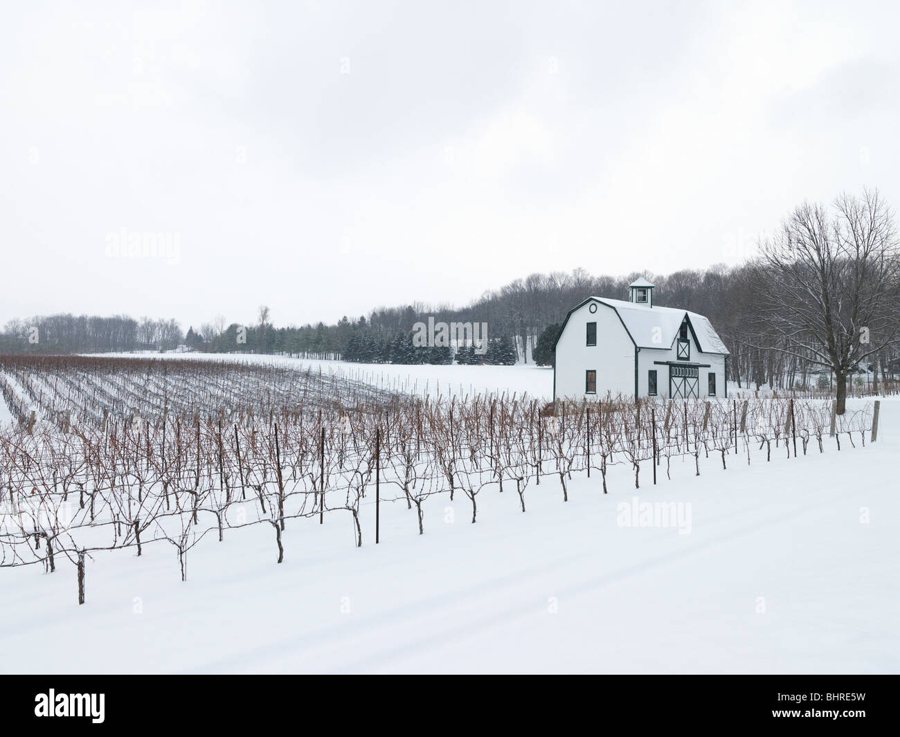 Kanada, Ontario, Issum, Niagara Region Trauben Weinbergen im winter Stockfoto